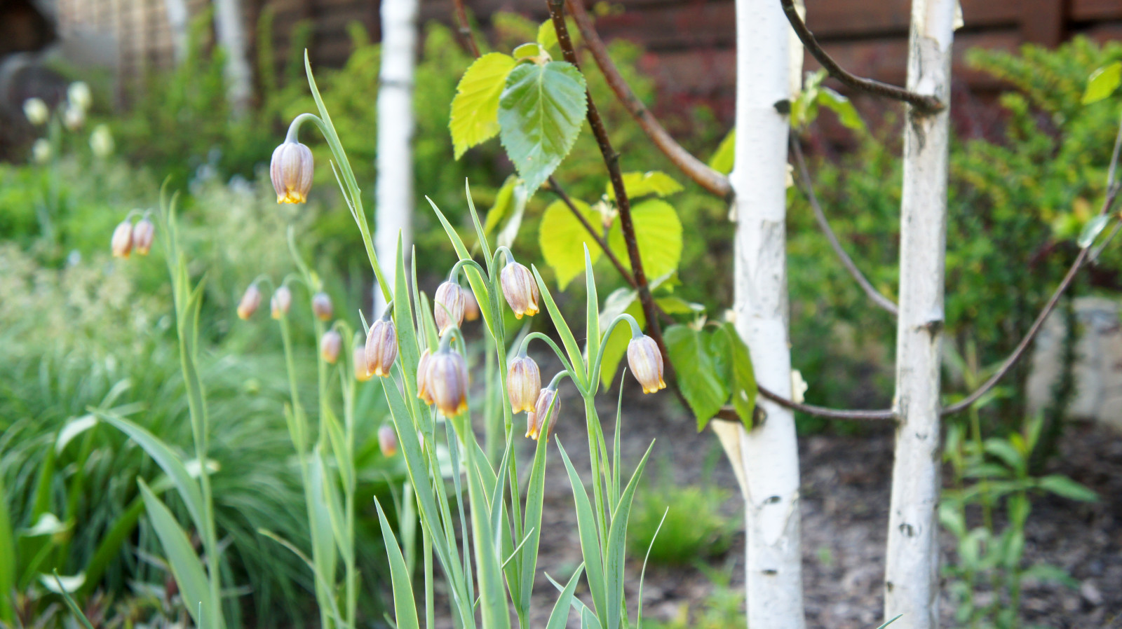 участок в Прохорово