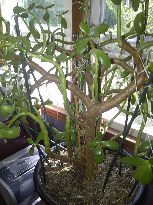 Jade Plant Losing Leaves and Branches