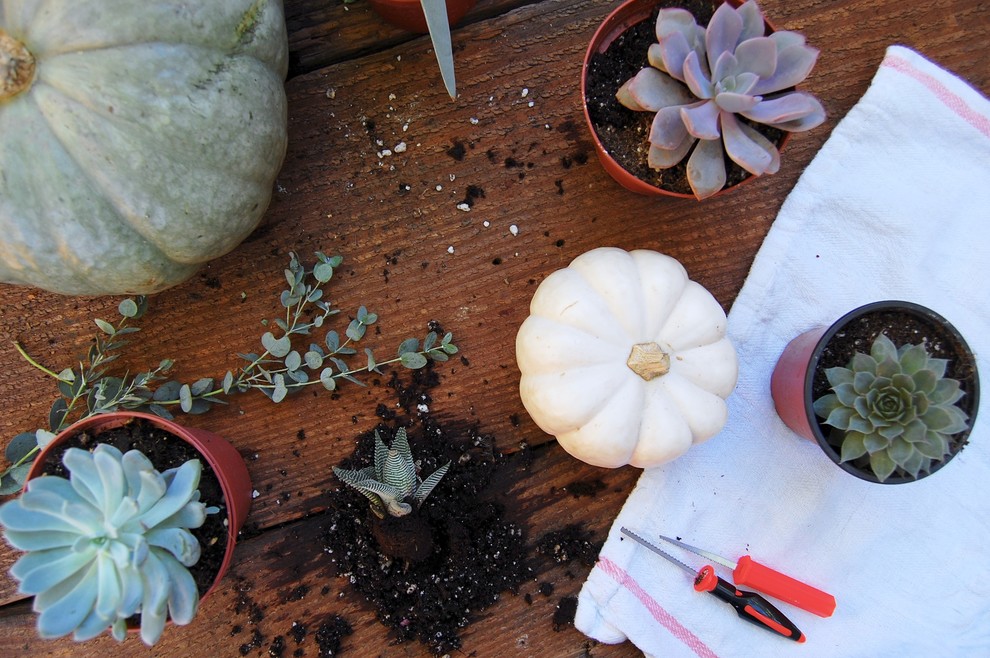 Zucca Velluto Mini Pz 8 Decorazioni Addobbi Autunno Halloween