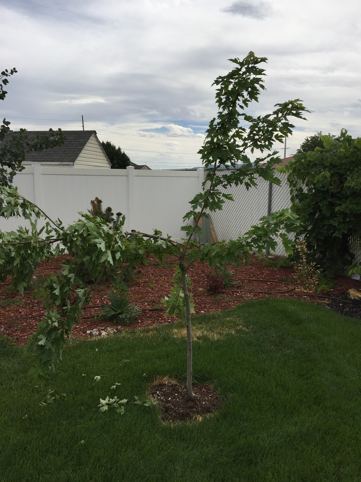 Urgent help: Young Autumn Blaze Maple Split trunk