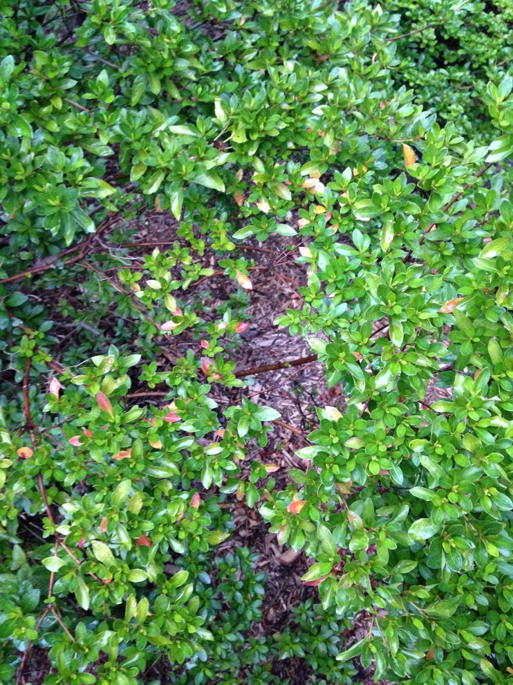 Why are my azalea leaves turning reddish/yellow?