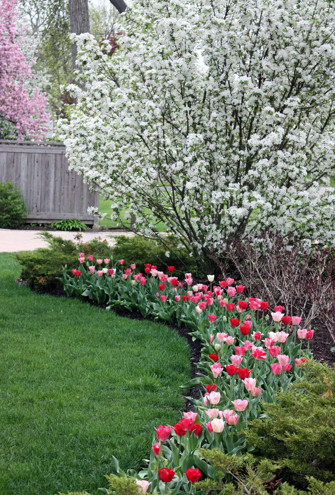 Pear Trees and Magnolia in Bloom with pastel Pink and Red Tulips. Peter Atkins and Associates, LLC