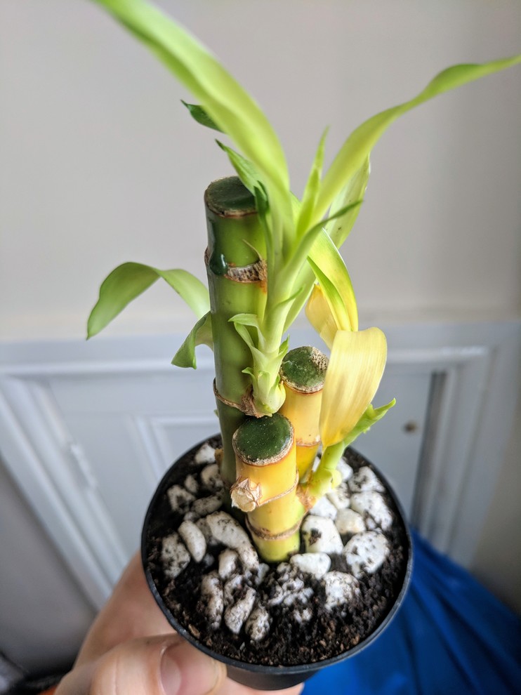 How to save my lucky bamboo yellowing?