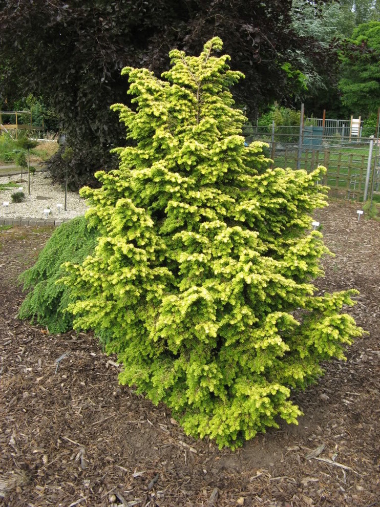 Tsuga cultivar Parade