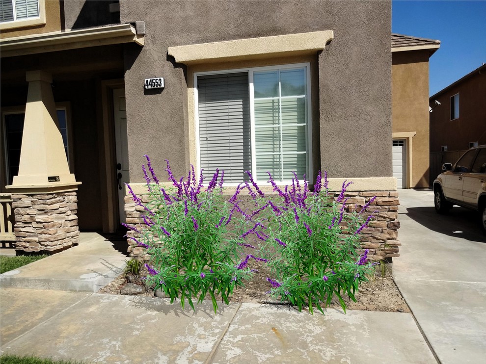 Photo of a mid-sized contemporary front yard xeriscape for spring in San Diego with mulch.