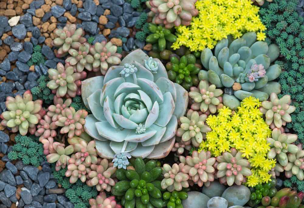Wow can you image all of these plants are alive. They are all in the succulent family. Typically these plants grow in cracks and crevasse, found in rock gardens and/or desert locations. I could not re