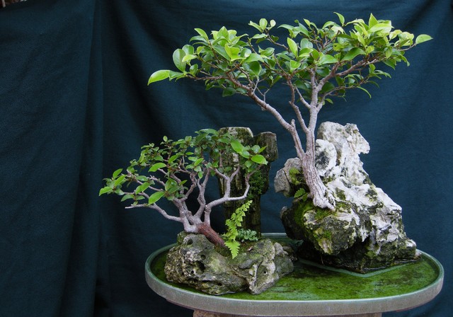How to Grow a Bonsai At Home