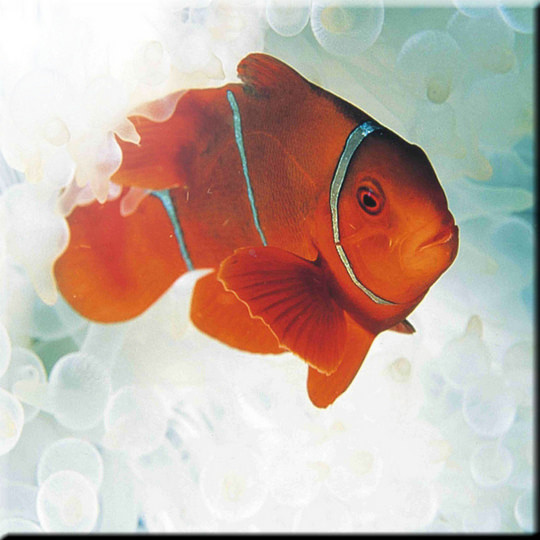 Orange Nemo Fish Design Art Ceramic Tile 4 25 X Beach Orange Nemo Fish Design Art Ceramic Tile