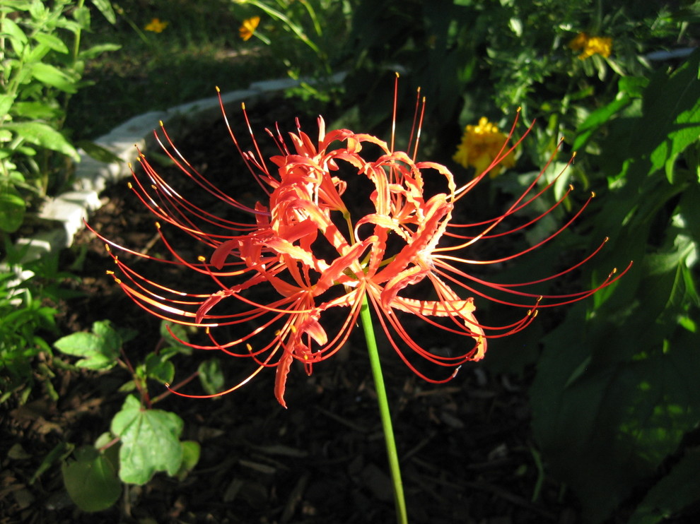 Early blooming lycoris and some misc photos | Houzz Forum