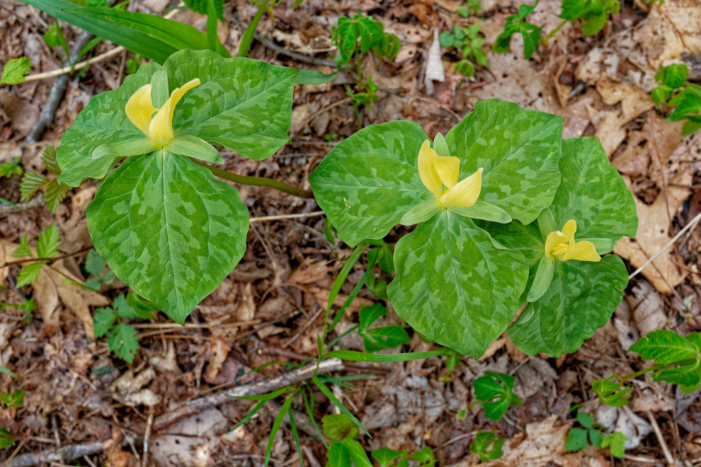 Native plants