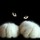 Cat Lyddon