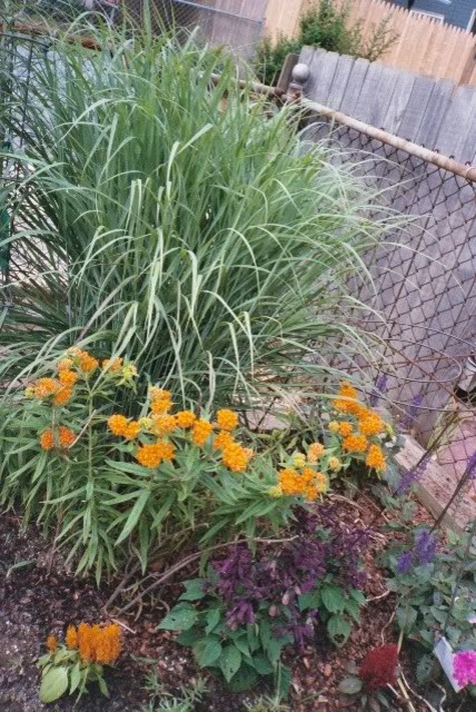 What to plant with switchgrass | Houzz Forum