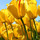 lydia_mcgatha