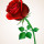 Last commented by Enzia Marconni