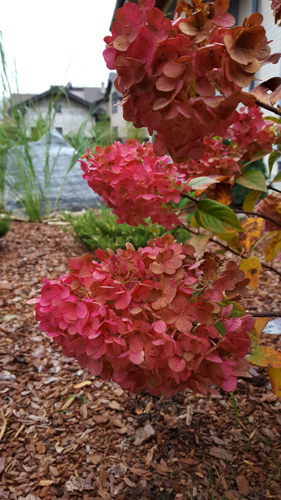 Цветники и композиции крупным планом