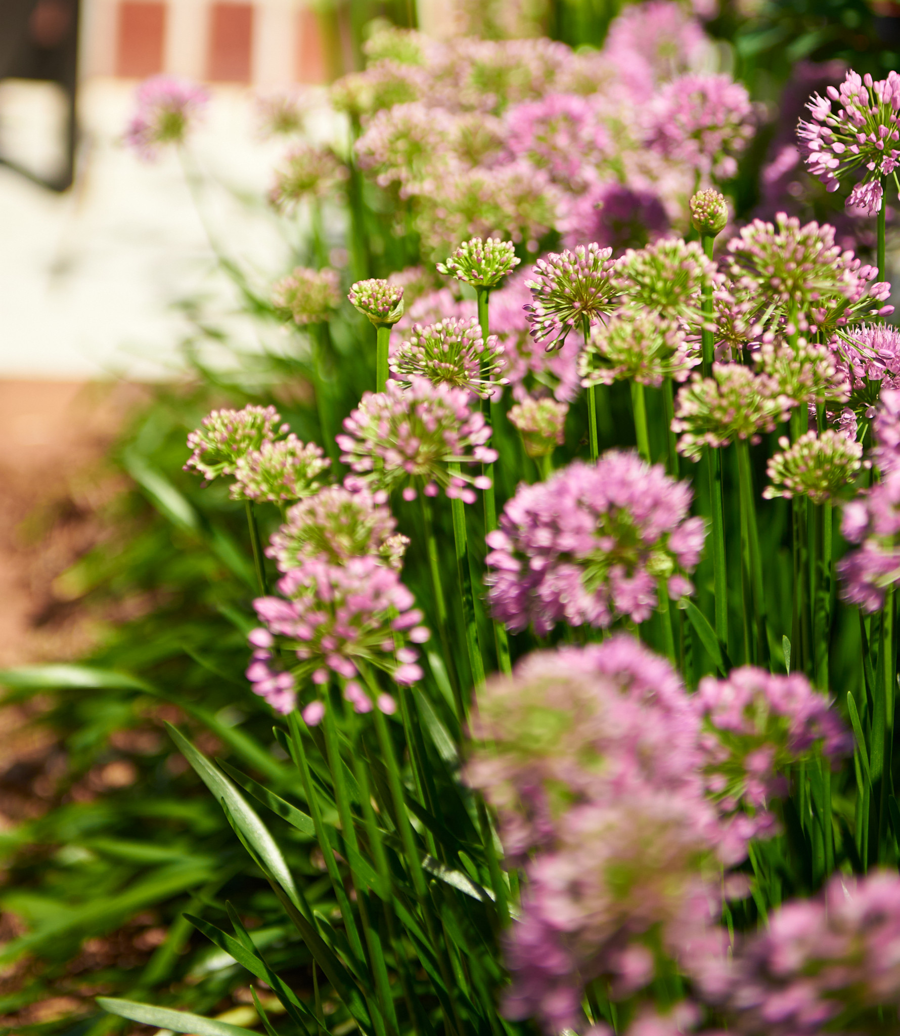 Traditional Backyard + Patio Landscape - Cedarburg, WI
