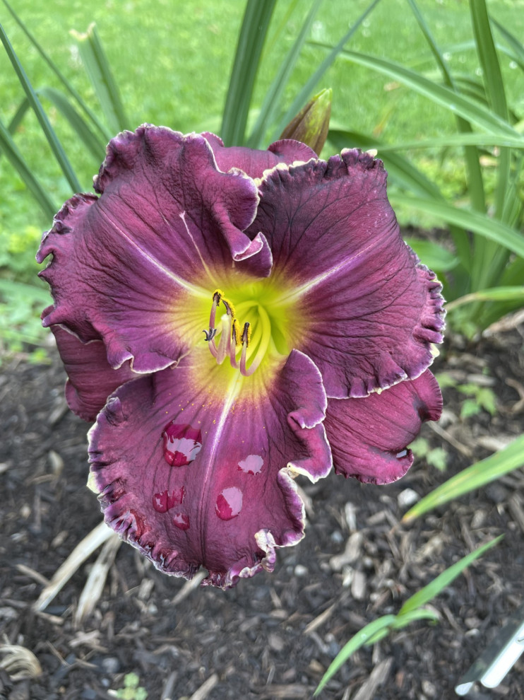 I am cheating, but I have my first bloom | Houzz Forum