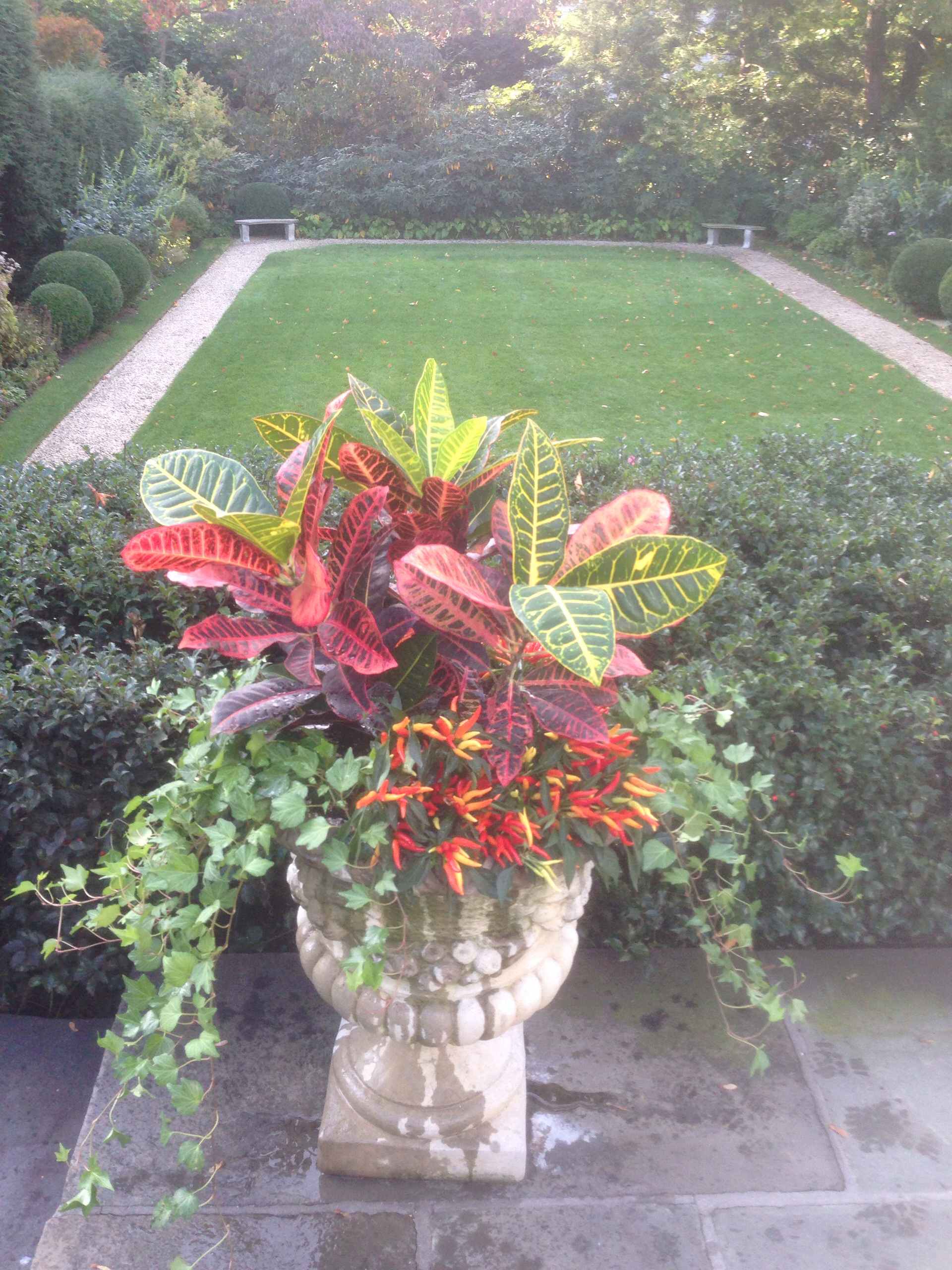 Crotons are an indoor plant but I push the boundary with them. Chili peppers and ivy complete the arrangement. Designed and Planted by Peter Atkins and Associates. LLC