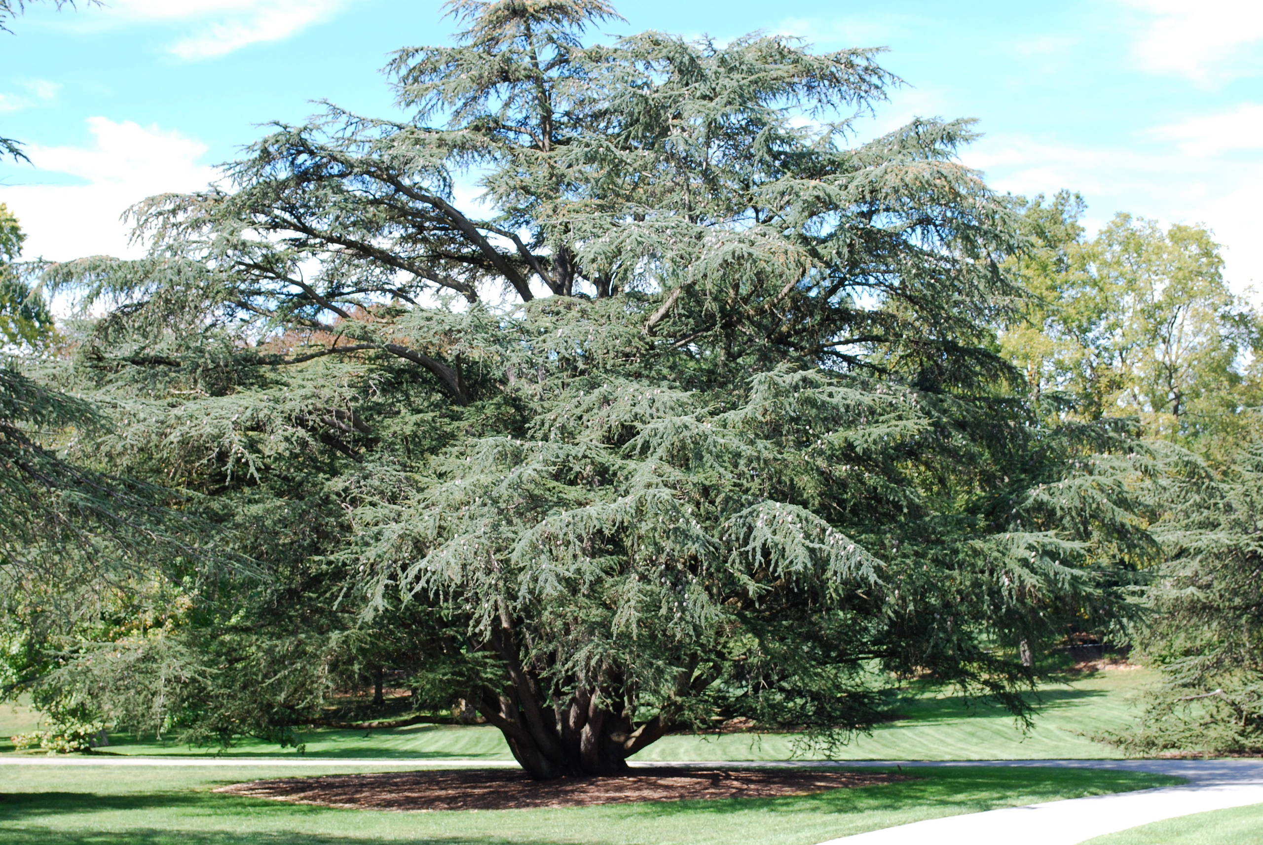 Blue Atlas Cedar (Species) at Longwood Garden, Pa.