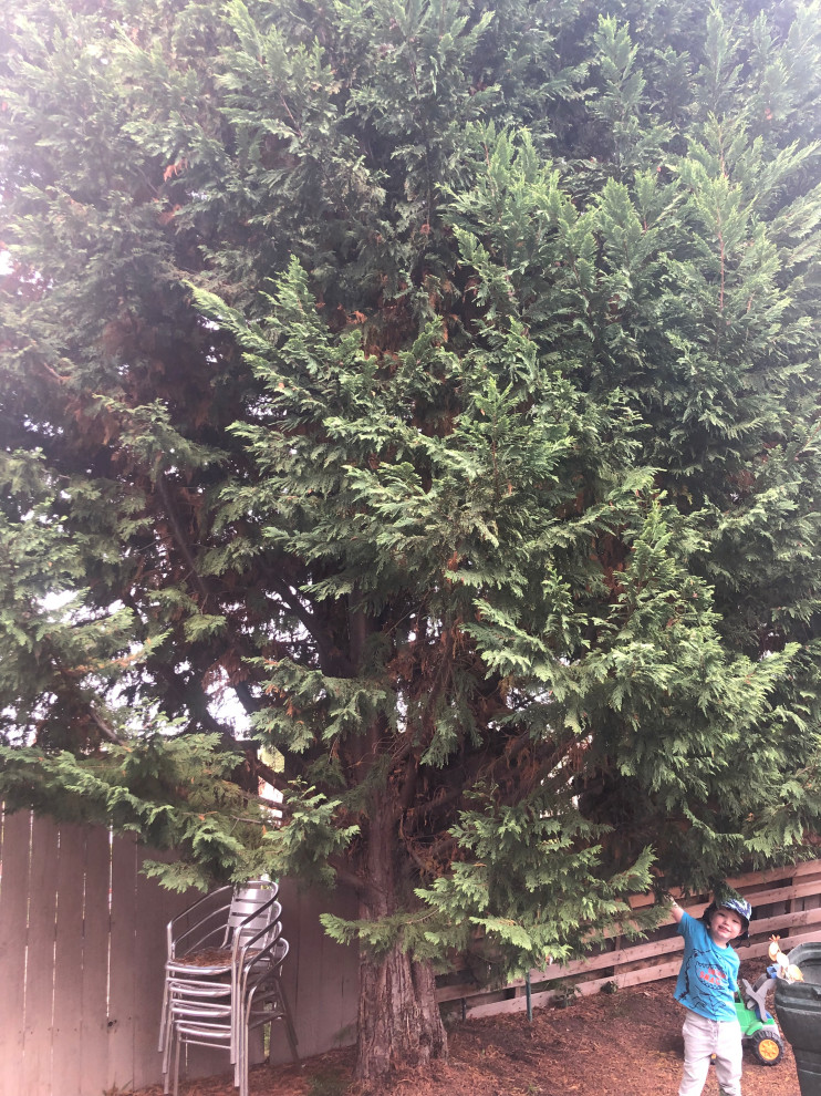 Are my pine trees dying?