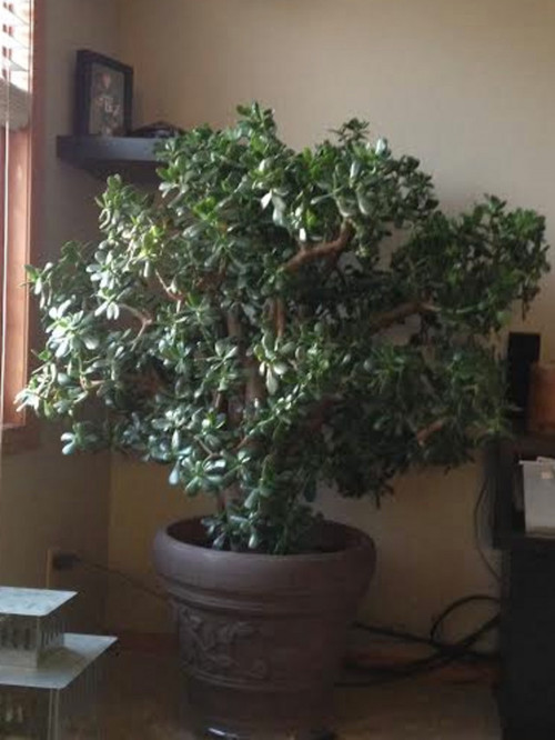 Jade tree is losing a lot of leaves!