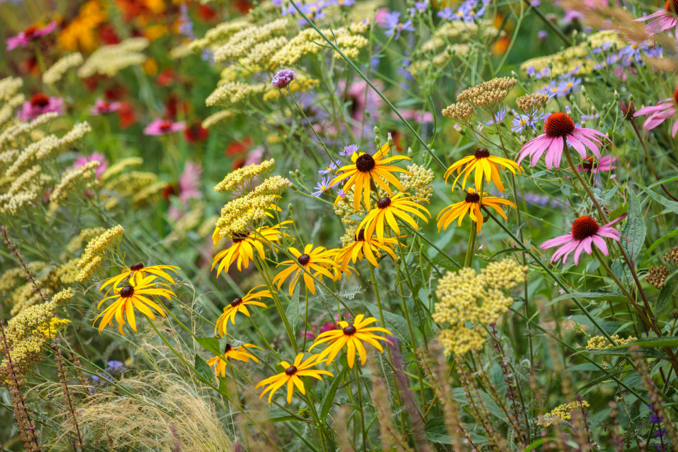 Foto de jardín de secano actual de tamaño medio en verano en patio delantero con parterre de flores y exposición total al sol