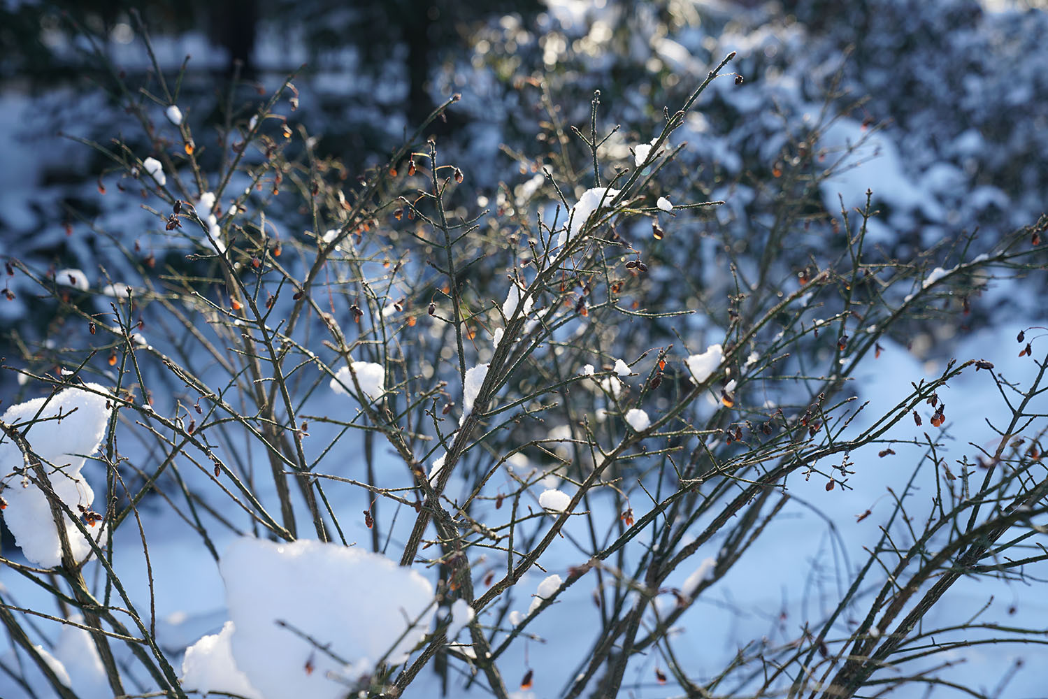 Мечта об Альпах. КП Вымпелзима, бересклет