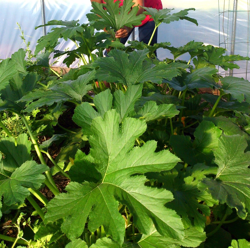 Zucchini! Plants are healthy but fruit is dying. Why?