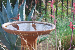Make Your Garden a Haven for Backyard Birds