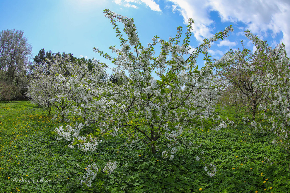 Плодовый сад МГУ