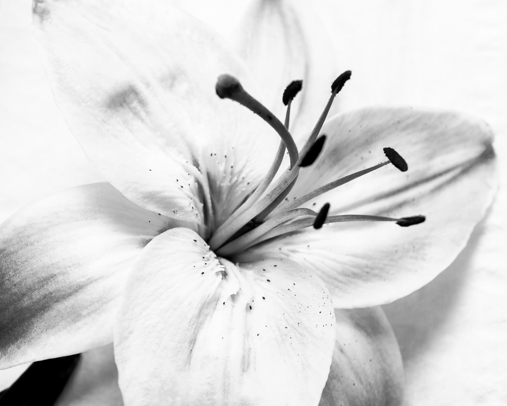 Lily Flower Black And White Botanical Large Floral Wall Decor Fine Art Nature Photography Print