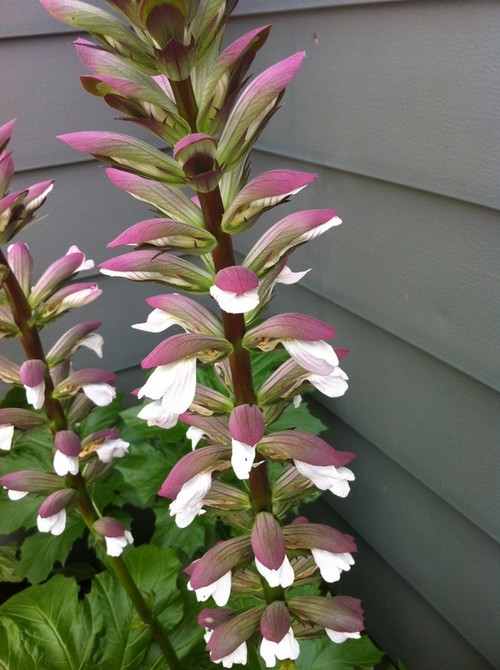 Tall Spiky Pink And White Flower
