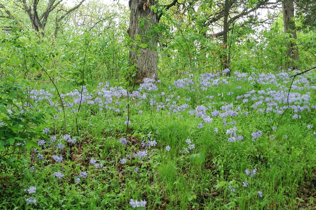 Wild Blue Phlox 