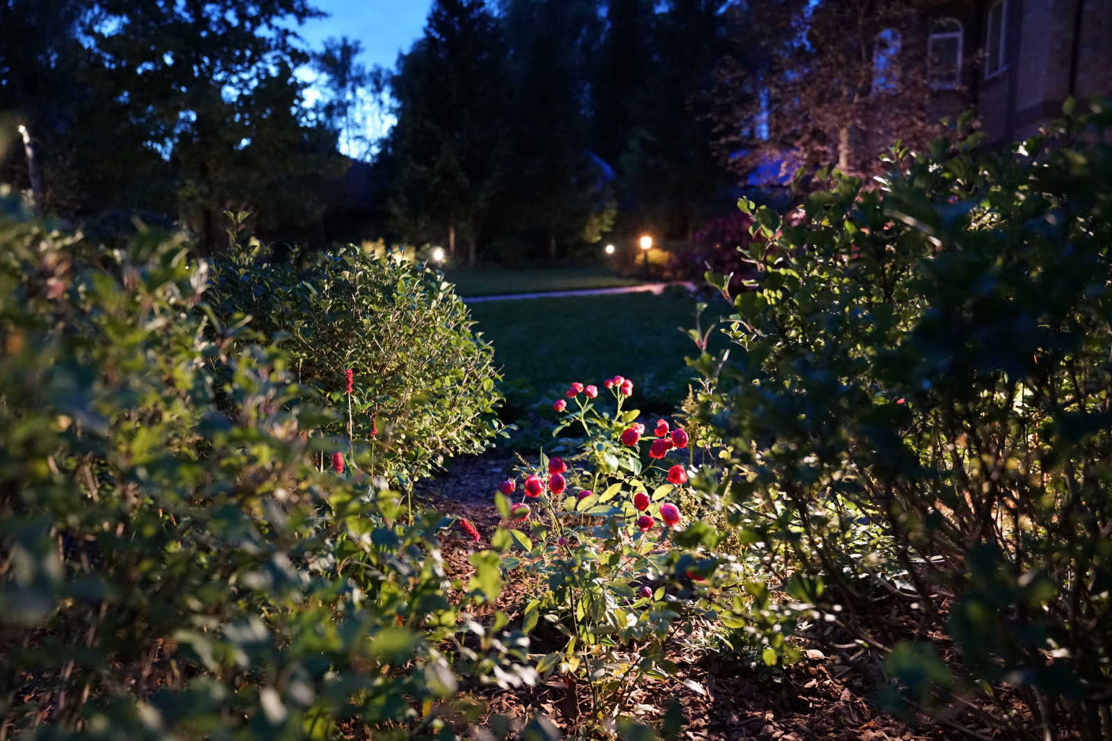 Круговорот  цвета. Дубровка 2021