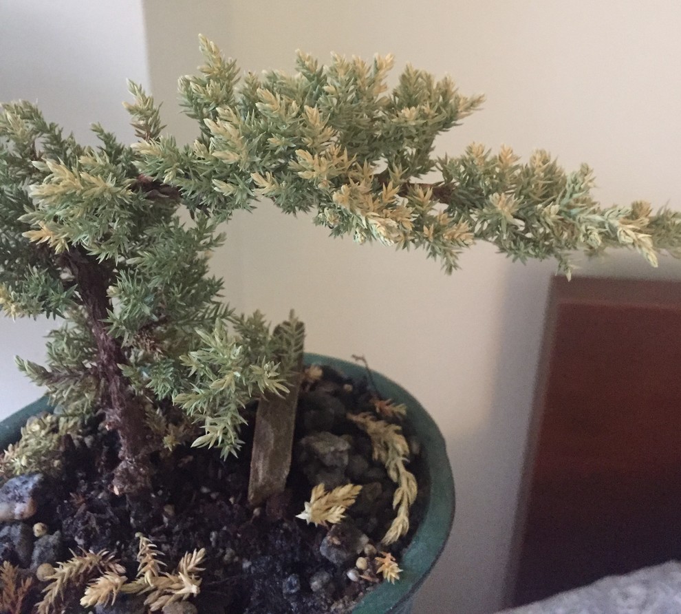 Was this bonsai overwatered or scorched? | Houzz Forum
