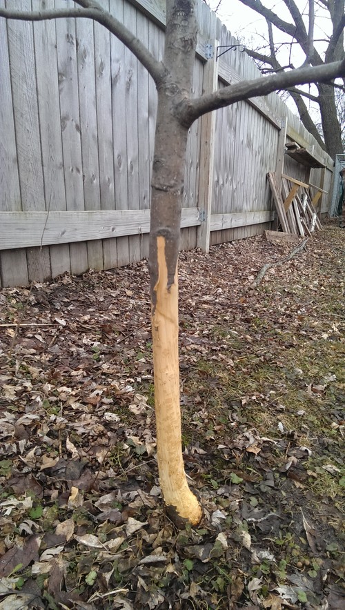 Apple tree with severe rabbit damage