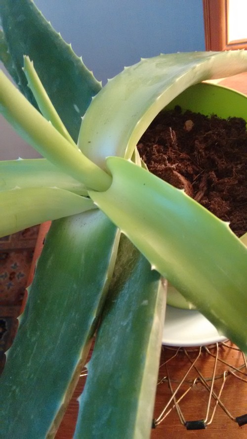 Aloe Vera plant is droopy