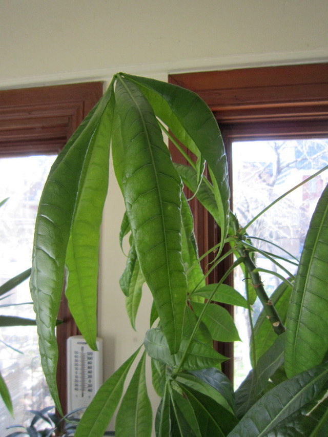 Droopy Pachira aquatica in 3:1:1 | Houzz Forum