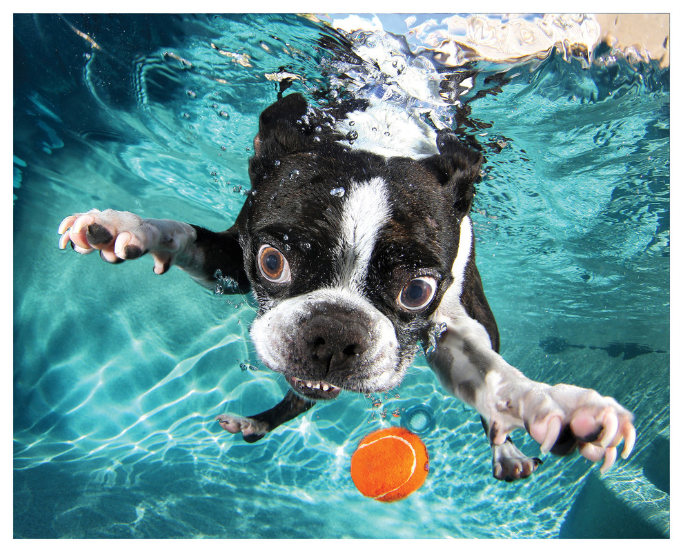 Where Can Dogs Swim In Boston