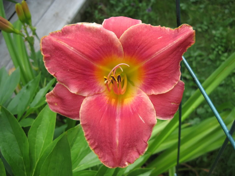 More Monday flowers