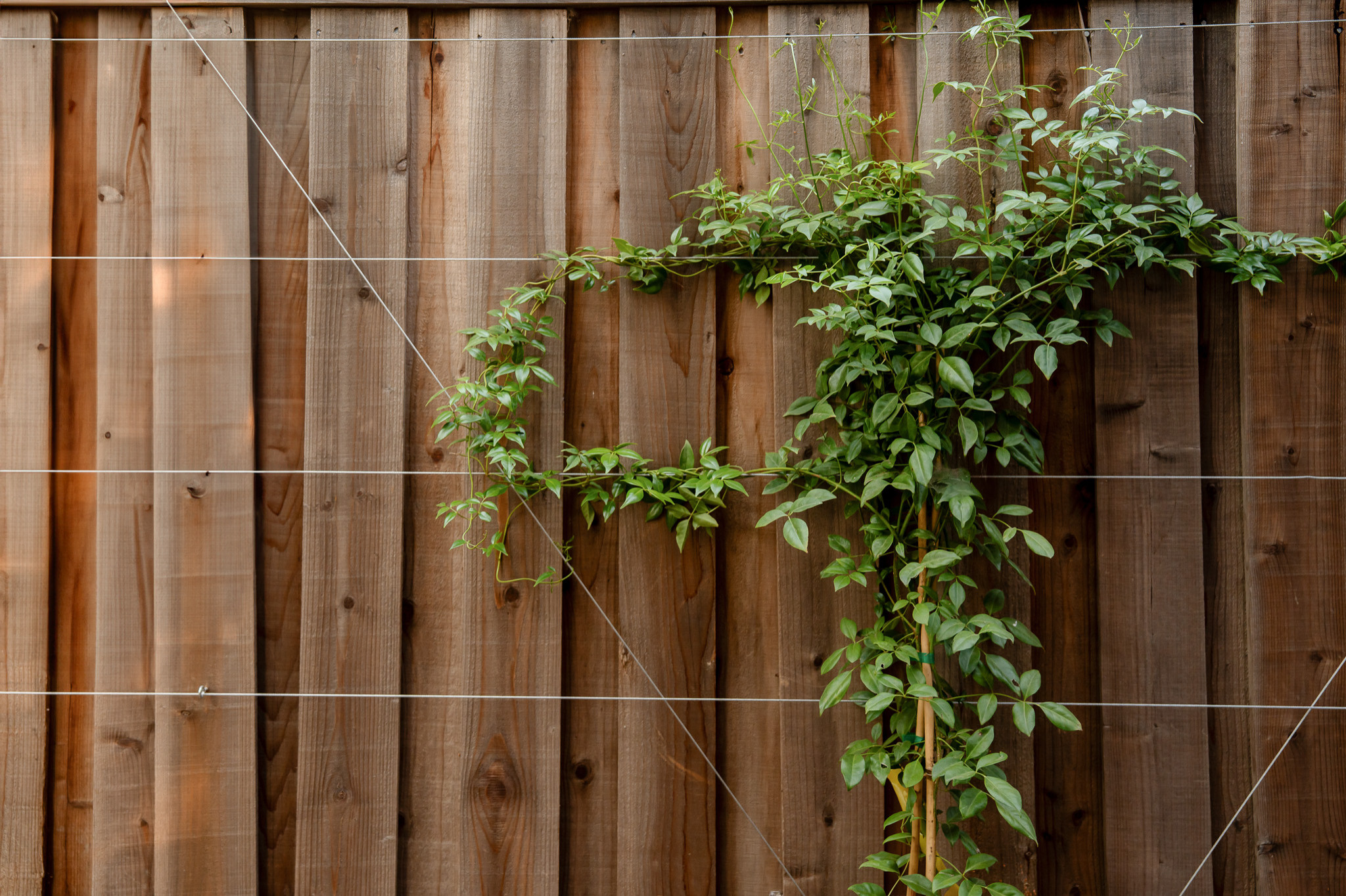 Custom Cable Trellis with Flowering Vine in the Side Yard