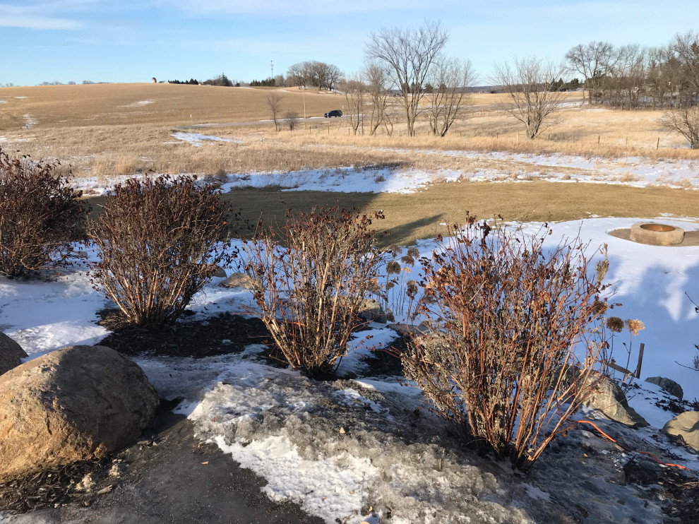 Summer Wine Ninebark and Powdery Mildew (Zone 4b)