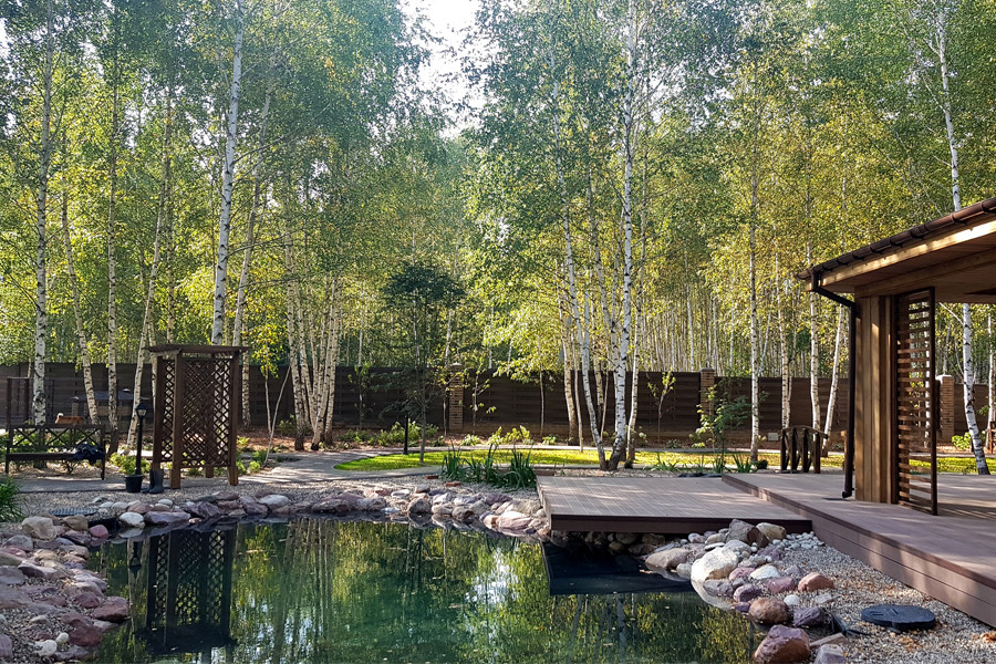 Пруд и берёзы