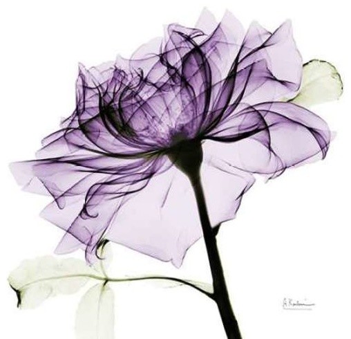 purpleRose2 by Albert Koetsier Canvas Print