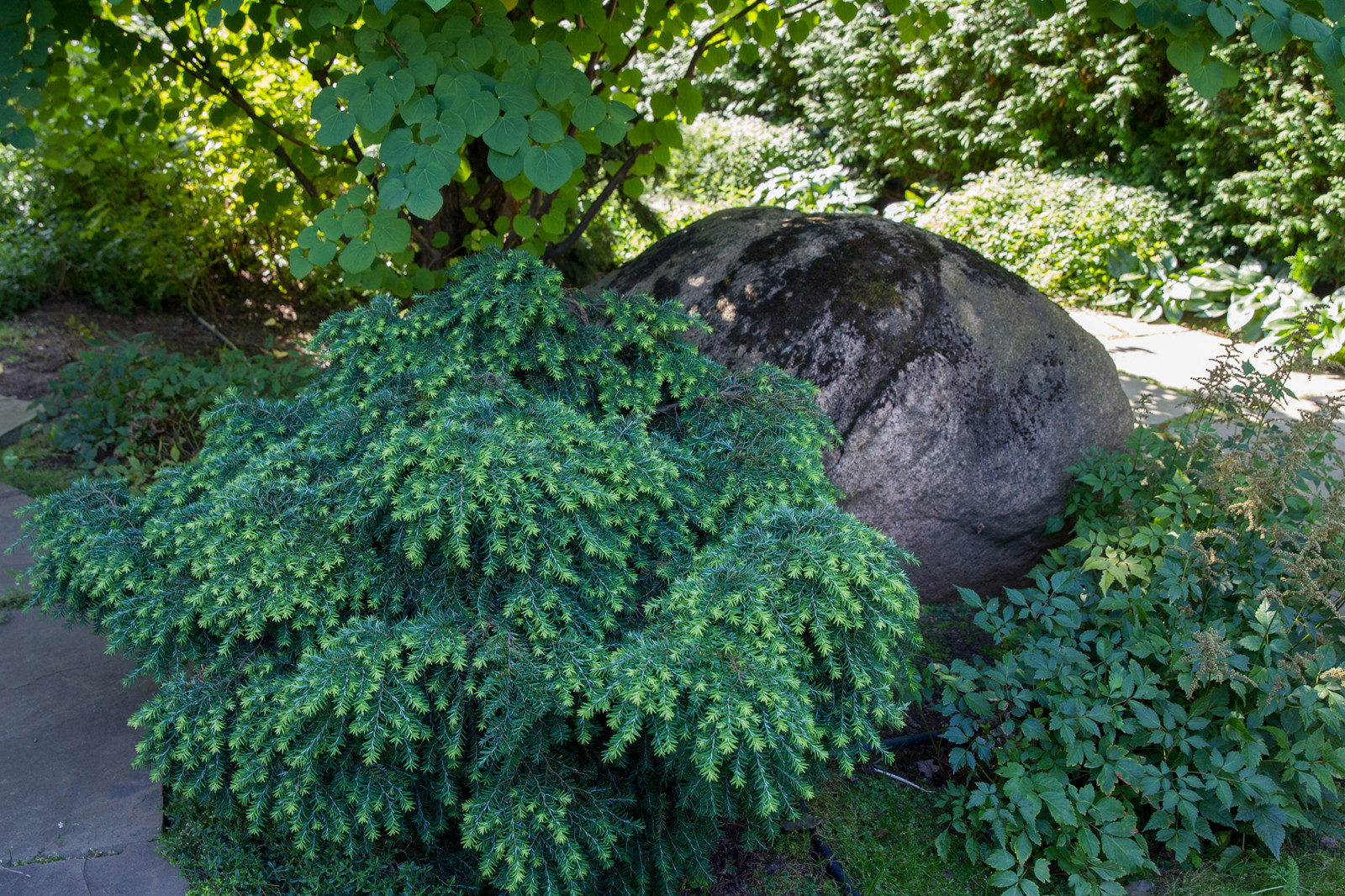 Garden of Elena Astashkina in Moscow Region