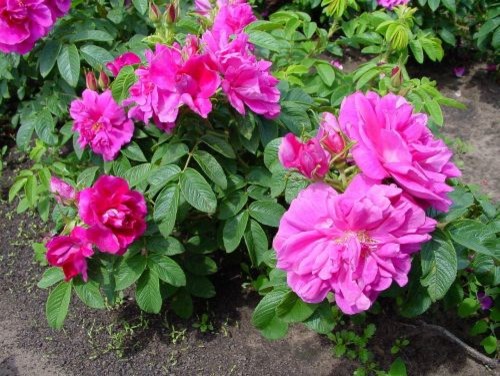 Anyone experienced growing a Hansa rose in Ontario/ cold conditions?