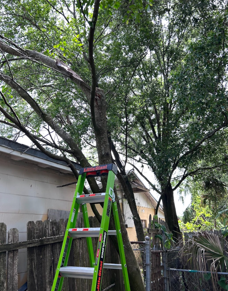 Tree Trimming