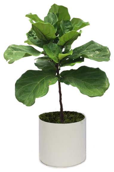 Live 3' Ficus Lyrata Package, White