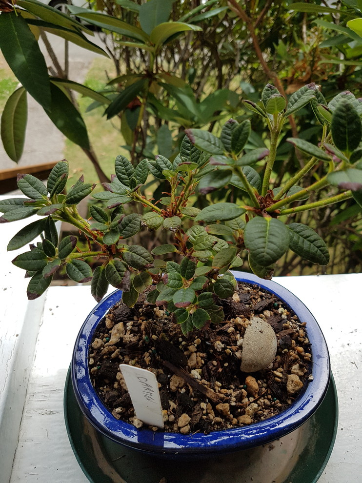 Tips of azalea leaves turning brown