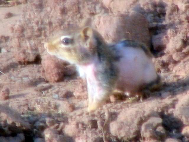 Naked Chipmunk